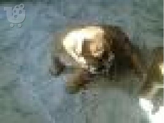 ΜΠΟΥΛΝΤΟΓΚ Αγγλικά, 2 μηνών Τιμή: 590 €: