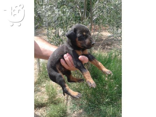 κουτάβια Ντόμπερμαν-Doberman Puppies