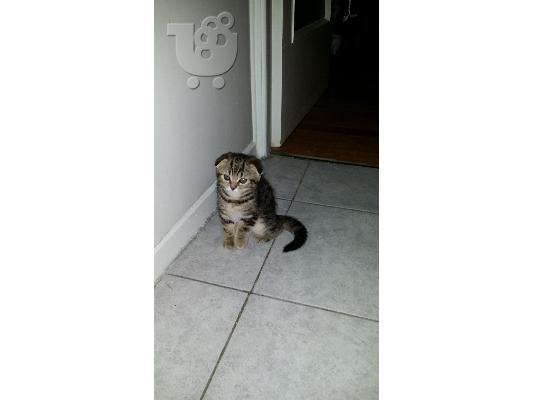 Scottish Fold