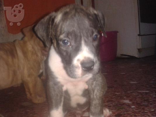 pit bull koutabia