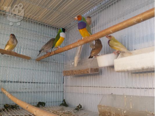 PoulaTo: GOULDIAN Παραδεισια...Νεα πουλια 2018 ...