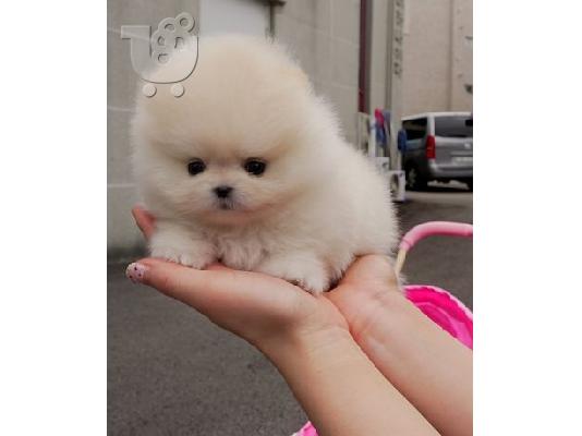 PoulaTo: πομερανός μινι καθαρόαιμα/ Pomeranian Mini