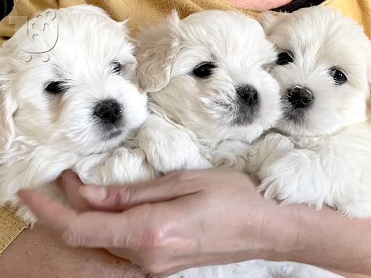 PoulaTo: Coton De Tulear - Κοτόν Ντε Τουλεάρ