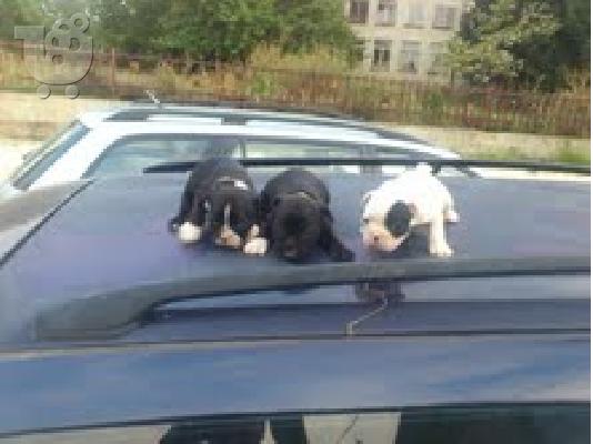 french bulldog  αρσενικα και θηλυκα