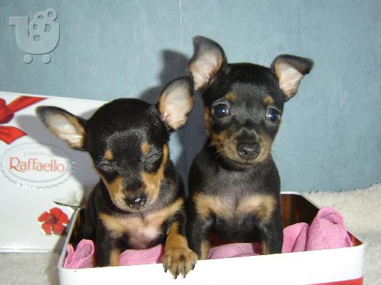 PoulaTo: Pinscher mini