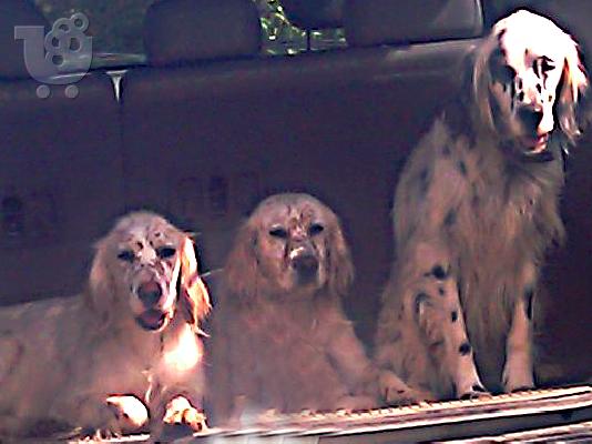 PoulaTo: ΕΝGLISH SETTER