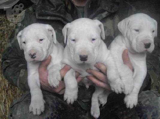 PoulaTo: dogo argentino