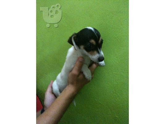 JACK RUSSEL Τεριέ Τζακ Ράσελ