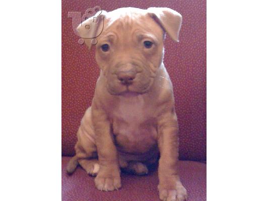 PoulaTo: American pitbull terrier