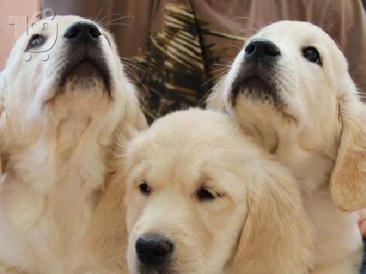 PoulaTo: GOLDEN RETRIEVER