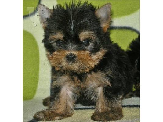 YORKSHIRE TERRIER