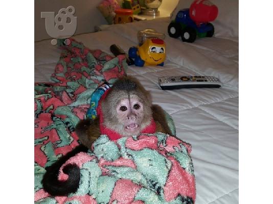 PoulaTo: μωρό capuchin μωρό