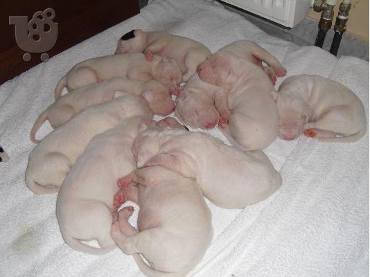 PoulaTo: Dogo Argentino