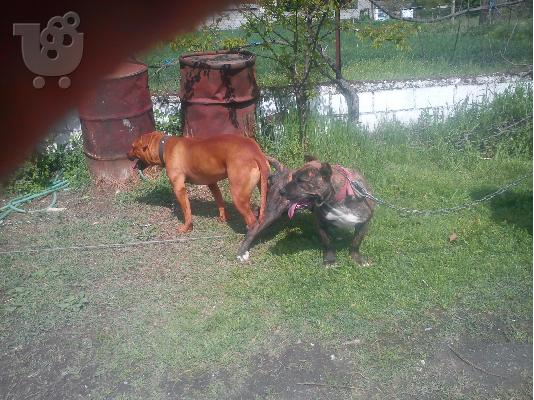 pitbull
