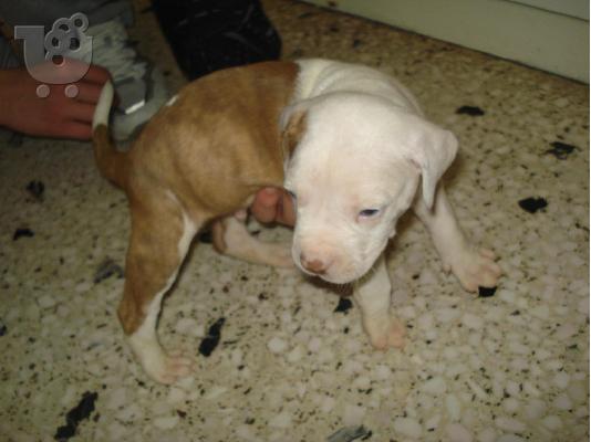 pitbull