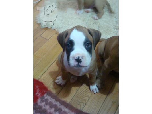 boxer