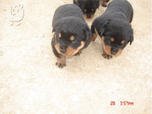 rottweiler puppies