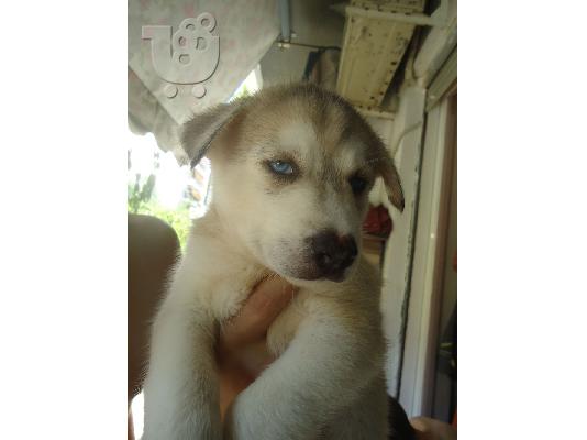 PoulaTo: Siberian husky κουτάβια