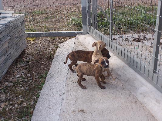 PoulaTo: pit bull