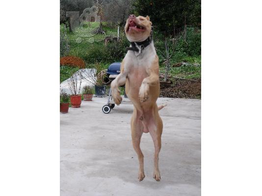 KINGSIZE PITBULLS Πίτμπουλ