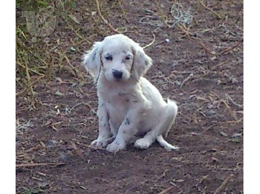setter