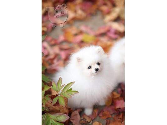 PoulaTo: Σούπερ αξιολάτρευτα κουτάβια Pomeranian no