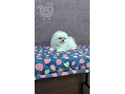 υπέροχα κουτάβια Pomeranian
