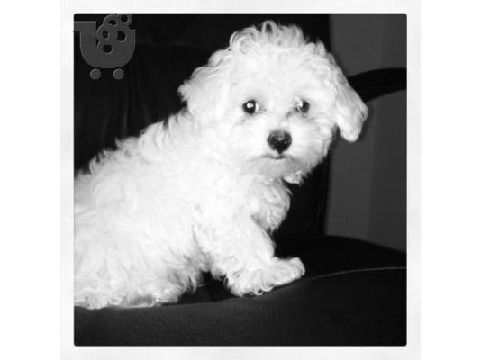 maltese