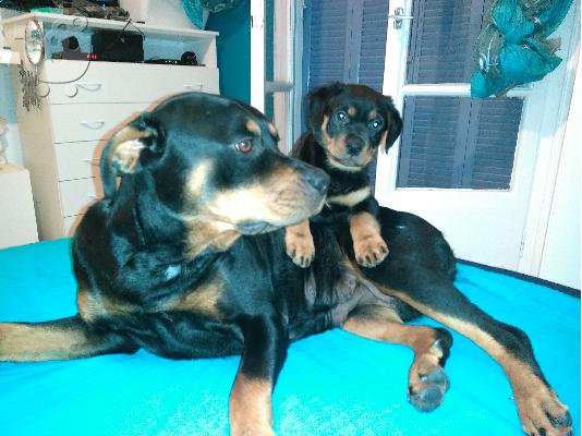 Rottweiler