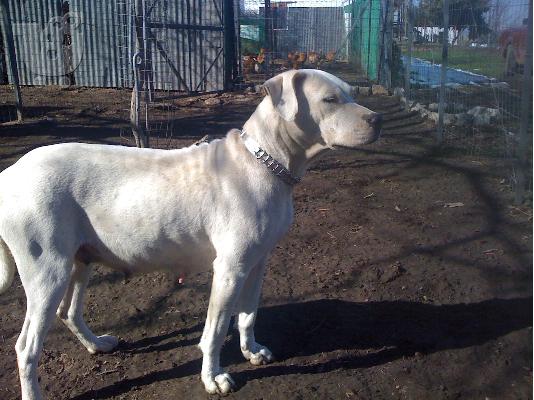 dogo argentino