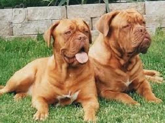 PoulaTo: ΠΩΛΟΥΝΤΑΙ ΚΟΥΤΑΒΙΑ DOGUE DE BORDEAUX-ΓΑΛΛΙΚΟ ΜΑΣΤΙΦ