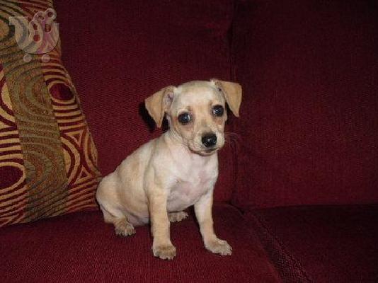 PoulaTo: mini Pinscher