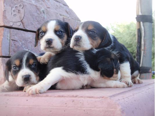 beagle κυνοτροφειο ολυμπια