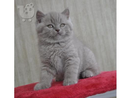 PoulaTo: British Shorthair γατάκια για καλά σπίτια