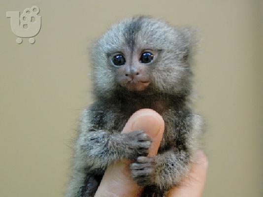 jovial πιθήκους marmoset δάχτυλο