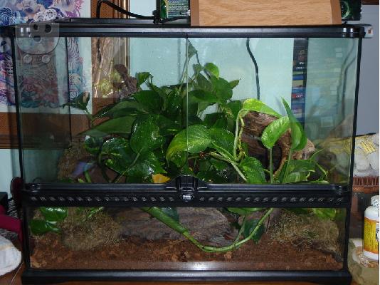 PoulaTo: TERARIUM τεράριουμ για ερπετά (ιγκουάνα)