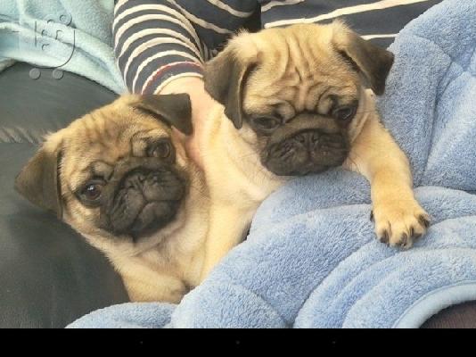 Διαθέσιμα κουτάβια PUG