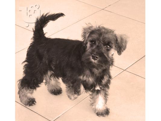 PoulaTo: Πωλειται mini schnauzer αλατοπιπερο