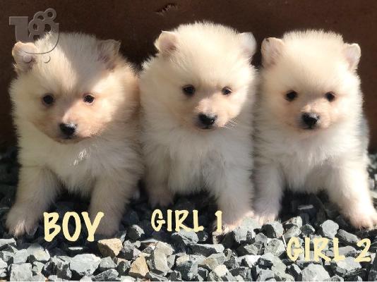 PoulaTo: όμορφα Pomeranian Puppies προς πώληση