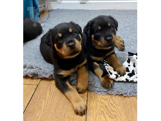 PoulaTo: Κουτάβια Rottweiler, έτοιμα να φύγουν τώρα, μόνο 2 αγόρια