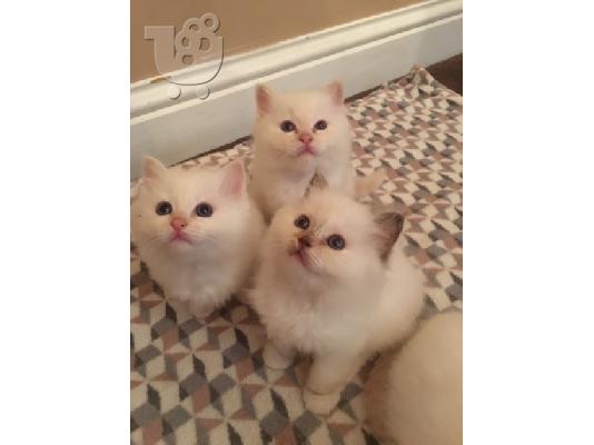 PoulaTo: birman x ragdoll