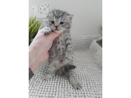 PoulaTo: Βρετανικά γατάκια Longhair Tabby προς πώληση Έχουμε εκπληκτικά σκουπίδια από ασήμι και στίγματα σκουμπρί ριγέ γατάκια γατάκια προς πώληση. Mink Tabby Αρσενικό και θηλυκό επίσης διαθέσιμο  μαζί με τ