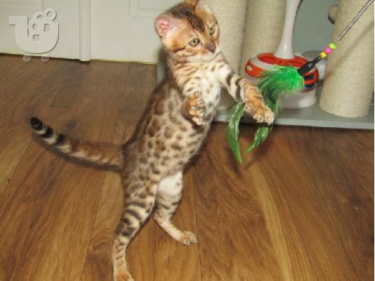 Γατάκι Savana Bengal