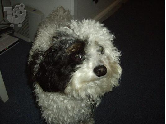 PoulaTo: Buddy is a sweet, loving Maltipoo (Maltese/Miniature Poodle mix),