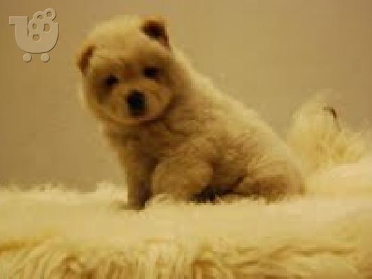 chow chow