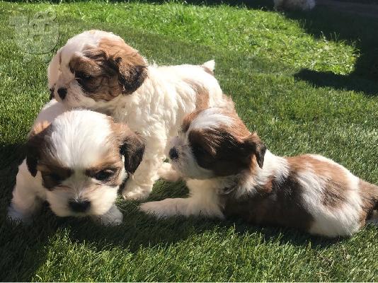 PoulaTo: Τα κουτάβια Cavachon είναι έτοιμα