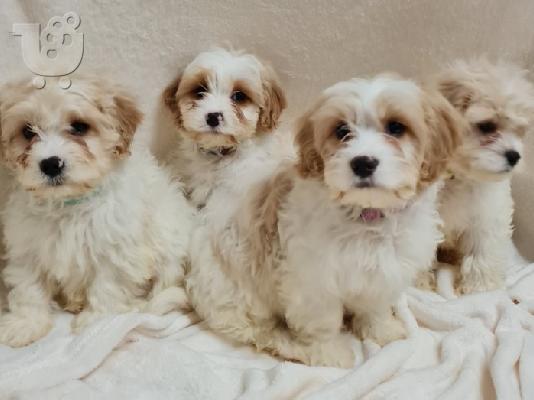 Πωλούνται τα πιο γλυκά κουτάβια cavachon καθαρόαιμου δασκάλου....