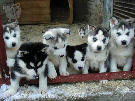 HASKY