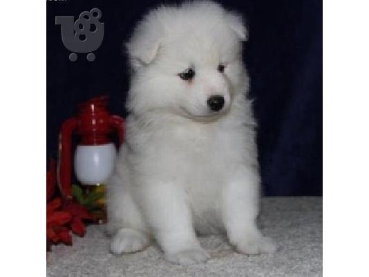 PoulaTo: Samoyed κουτάβια