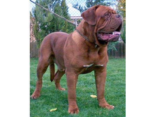 ντοκ ντε μπορντω dog de bordeaux